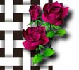 rose picture