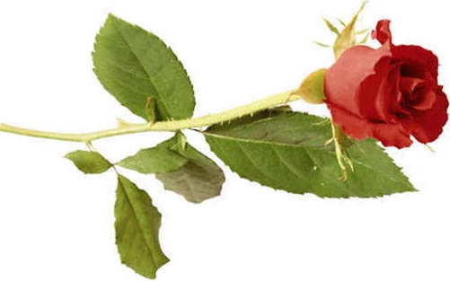 red rose
