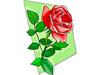 rose