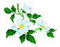 white rose